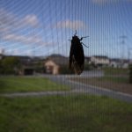 蝉　230822 (1 - 1)